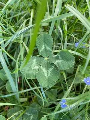 Nález #158 – ZLÍN_JSVAHY-KŘIBY-H002