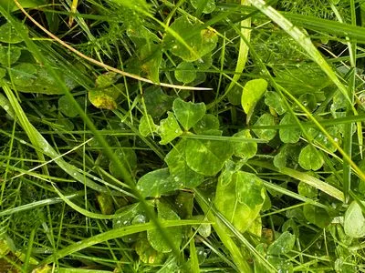 Nález #15044 – REYKJAVÍK_MIKLABRAUT001