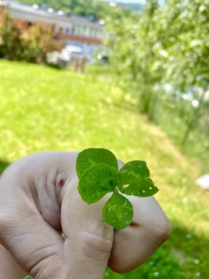 Nález č. 2 – Místo, kde jsem našel čtyřlístek 0. a další