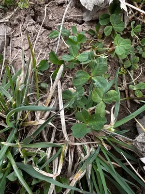 Nález #16216 – RATIBOŘ_POLE001b