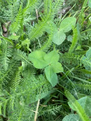 Nález #131 – ZLÍN_JSVAHY-NSTR001