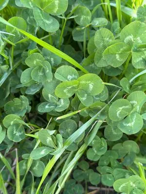 Nález #17370 – RATIBOŘ_POLE001e