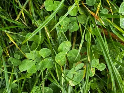 Nález #15074 – ZLÍN_BAŤŮVPARK001