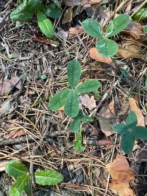 Nález #13619 – ZLÍN_JSVAHY-JAVOROVÁ001