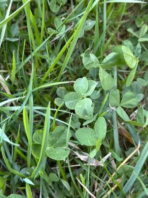 Nález #17439 – RATIBOŘ_POLE001