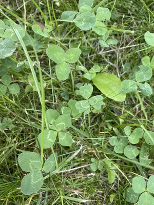 Nález č. 29 – Před hlavním vchodem U5 za lavečkama