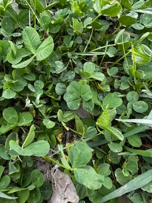 Nález #16447 – RATIBOŘ_POLE001d