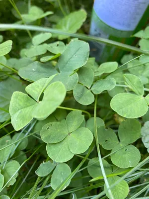 Nález #97 – BRNO_HERČÍKOVA001