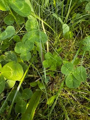 Nález #18094 – ZLÍN_JSVAHY-STŘEDOVÁ003