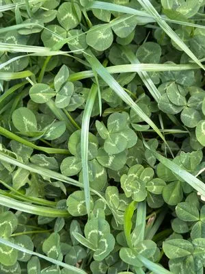 Nález #17365 – RATIBOŘ_POLE001e