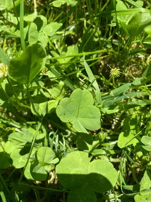 Nález #4 – ZLÍN_ČEPKOV001