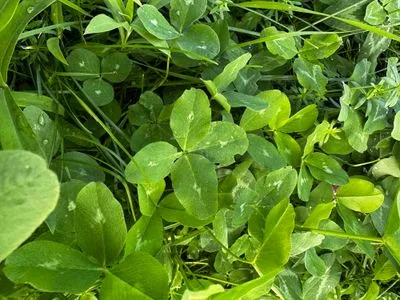 Nález #15152 – PRAHA_PODĚBRADSKÁ002