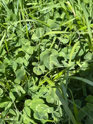 Nález #17371 – RATIBOŘ_POLE001e