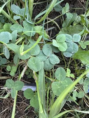 Nález #13614 – BRNO_ZVONAŘKA-ÚAN001