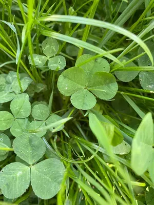 Nález #176 – ZLÍN_JSVAHY-JAVOROVÁ003