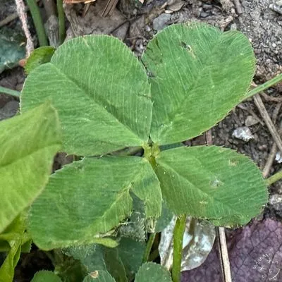 Nález #9033