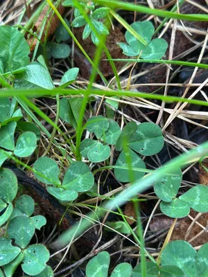 Nález #16924 – ZLÍN_JSVAHY-NSTR003