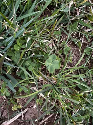 Nález #16220 – RATIBOŘ_POLE001b