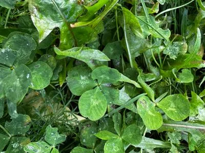 Nález #15041 – REYKJAVÍK_MIKLABRAUT001