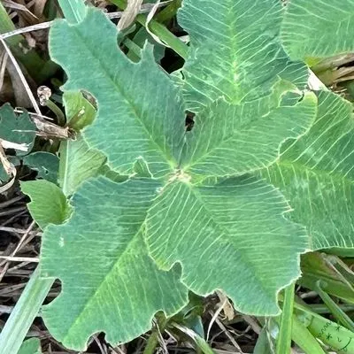 Nález #30325