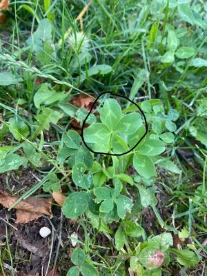 Nález #37 – ZLÍN_JSVAHY-JAVOROVÁ002