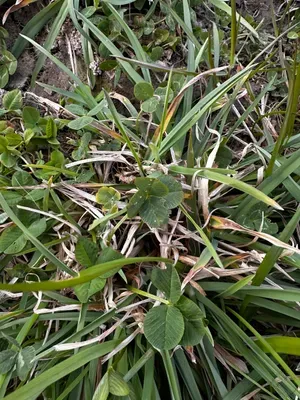 Nález #16395 – RATIBOŘ_POLE001g