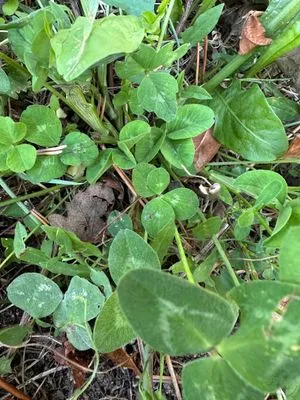 Nález #14308 – ZLÍN_JSVAHY-SLUNEČNÁ005