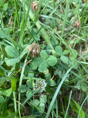 Nález #75 – ZLÍN_JSVAHY-NSTR001