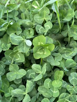 Nález #17361 – RATIBOŘ_POLE001e