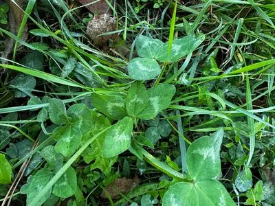 Nález #14558 – ZLÍN_JSVAHY-SLUNEČNÁ005