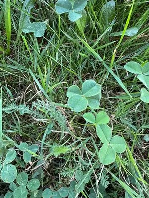 Nález #13618 – BRNO_ZVONAŘKA-ÚAN001