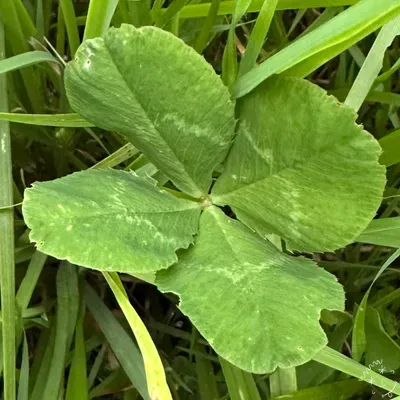 Find #13411