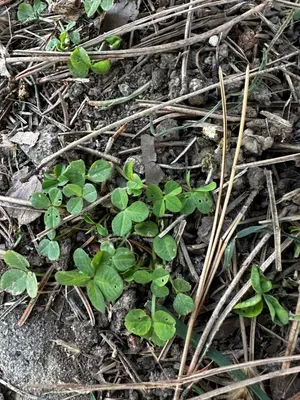 Nález #16095 – ZLÍN_JSVAHY-SPORTOVNÍ001