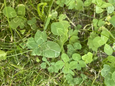 Nález č. 19 – Před hlavním vchodem U5 za lavečkama