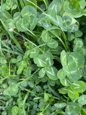 Nález #110 – RATIBOŘ001