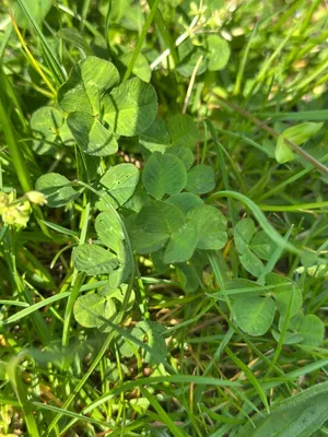 Nález #16896 – ZLÍN_JSVAHY-STŘEDOVÁ001