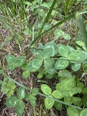 Nález #13607 – ZLÍN_JSVAHY-STŘEDOVÁ005