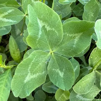 Nález #4985