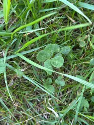 Nález #17443 – RATIBOŘ_POLE001