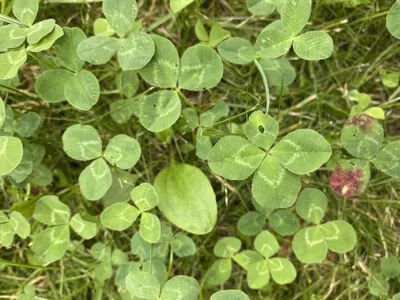 Nález č. 30 – Před hlavním vchodem U5 za lavečkama