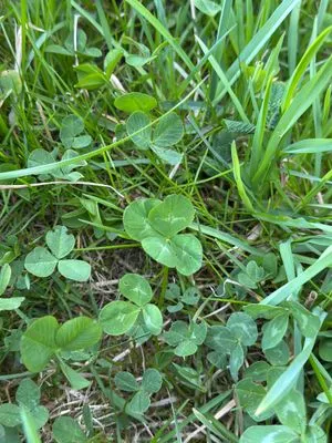 Nález #17440 – RATIBOŘ_POLE001