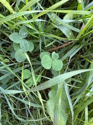 Find #13615 – BRNO_ZVONAŘKA-ÚAN001