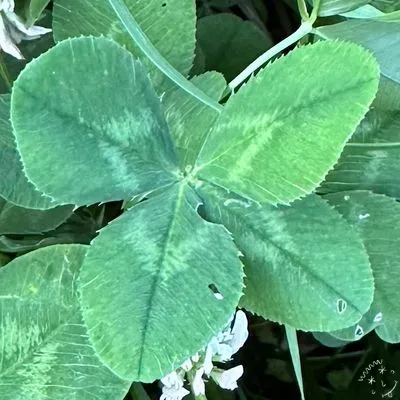 Find #12101