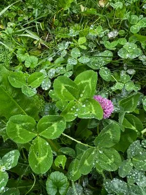 Nález #15060 – ZLÍN_JSVAHY-PODSTRÁNĚMI