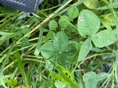 Anonymized find #85