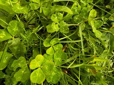 Nález #15045 – REYKJAVÍK_MIKLABRAUT001