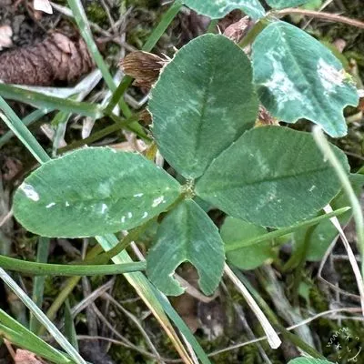 Nález #4525