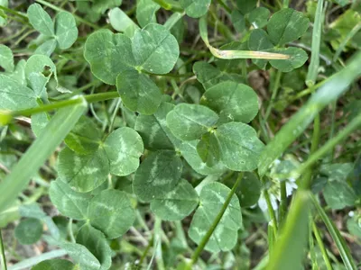 Nález č. 11 – Okolo cik-cak chodníku vedle terasáků mezi Univerzitou