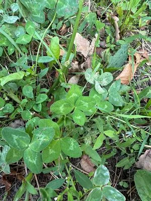 Nález #14306 – ZLÍN_JSVAHY-SLUNEČNÁ005