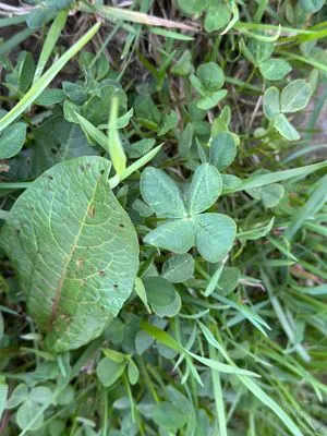 Nález #17442 – RATIBOŘ_POLE001